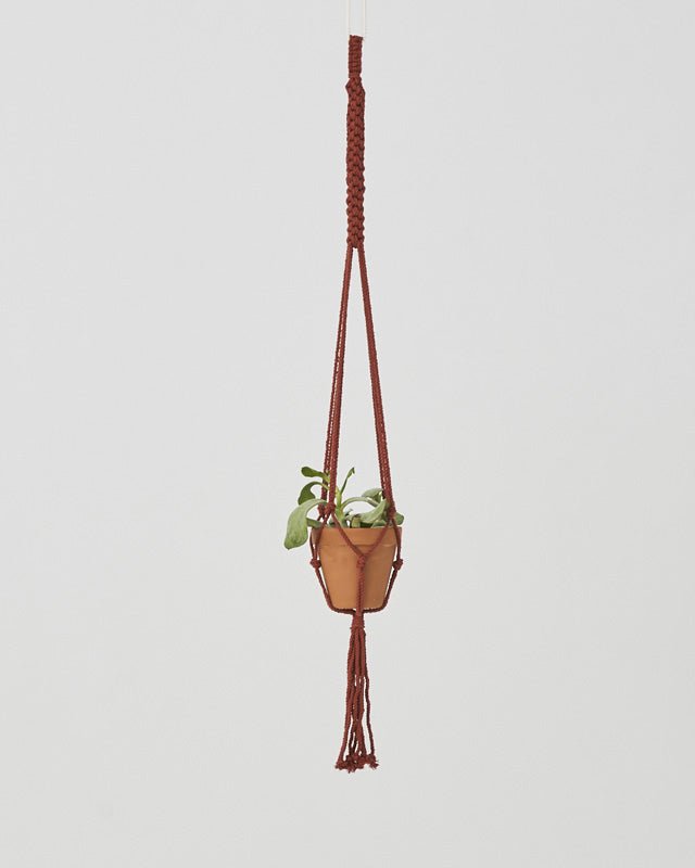 Hanging plant holder with a plant on a light gray background
