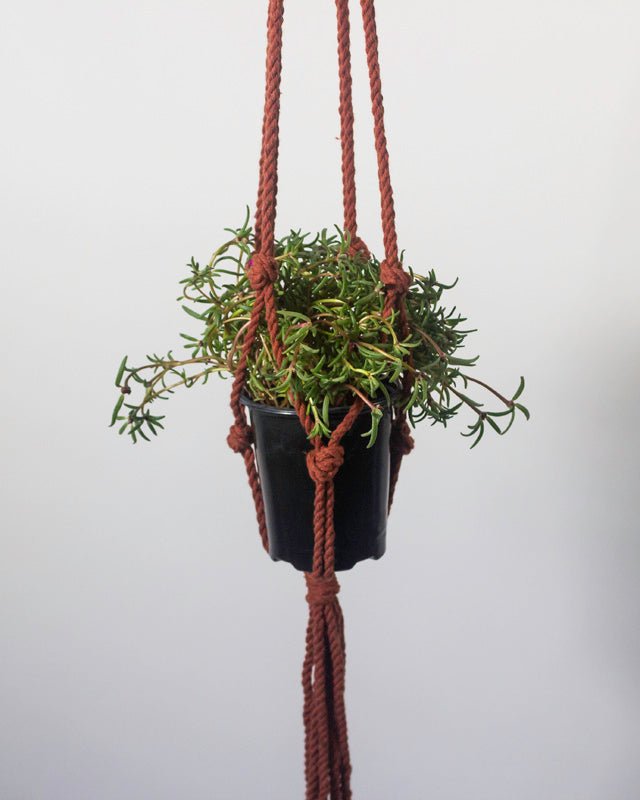 Hanging plant in a black pot with brown rope on a plain background