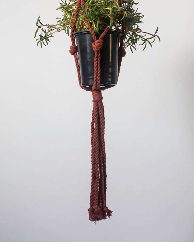 Black pot with green plant hanging by brown rope on a light gray background