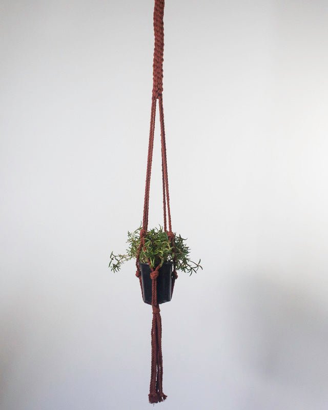 Hanging plant with a rope holder against a plain background
